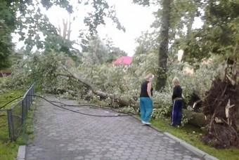На Куршской косе ураган повалил 100 кубометров леса вдоль дороги